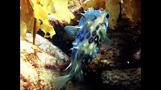 Leigh reef, found stingray, puffer fish, king fish group, needle fish, pomfret. 4k, asmr