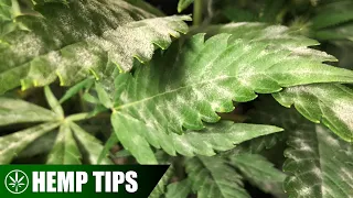 Preventing White Powdery Mildew from Growing on Your Hemp