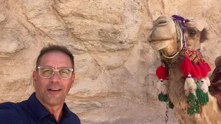 A Spitting Camel