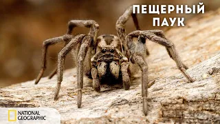 Загадка гигантского пещерного паука | Документальный фильм National Geographic