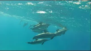 Spinner Dolphins off the Wai'anae Coast of Oahu