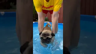 SAVE ME! 😱 Pugs can’t swim! #shorts #shortswithcamilla