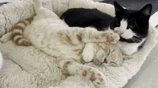 Cat Cuddles Sleeping Kitten