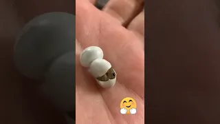 Lizard eggs hatch, Story🤗