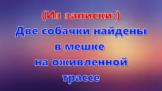 Две собачки найдены в мешке на оживленной трассе