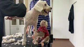 Monkey Bibi and Lu go to Spa, Lu gets a Major Transformation