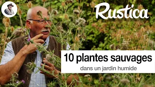 10 plantes sauvages dans un jardin humide