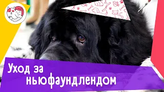 5 особенностей ухода за ньюфаундлендом