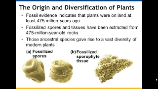Chapter 29 Plant Diversity 1