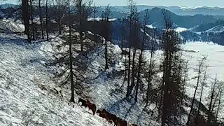 Зима в горах Алтая. Поиски жеребца Арнольда и его косяка.
