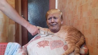 Вот почему коты ненавидят Дональда Трампа! Месть котов за домогательства огурцами.