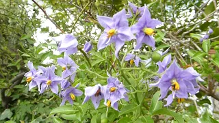Nightshade bush  - Solanum crispum  - Húmskuggaplanta - Blómstrandi runnar - Eiturjurtir