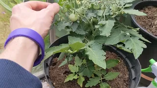 How to trick your tomato plant into growing lots of tomatoes!