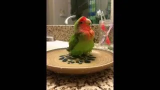 Lovebird Bath!