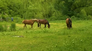 Мы любим свой город! г  Докучаевск 2017