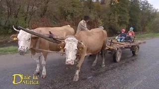 De ce li se pun botniţe vacilor care trag căruţa  (@D’ale lu’ Mitică)