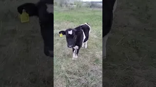 Теличка добре пасеться, сіна більше їсти не хоче 💙 farming milk cow 💛☀️🇺🇦