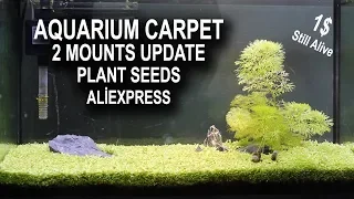 AQUARIUM CARPET 2 MOUNTS UPDATE - Aliexpress Plant seeds
