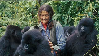 What Does It Take To Save A Species? The Dian Fossey Gorilla Fund.