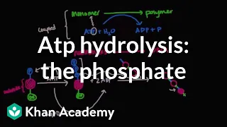 ATP hydrolysis: Transfer of a phosphate group | Biomolecules | MCAT | Khan Academy