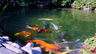 Koifütterung am Koiteich - Sommer -Sonne - Koi