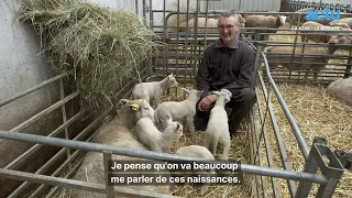 La brebis de Fabrice donne naissance à des quintuplés