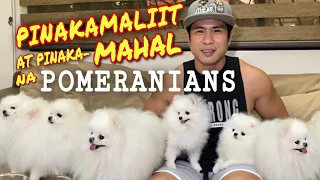 ANG LIIT AT ANG MAHAL • KING OF WHITE POMERANIANS • LEE CHING’S KENNEL • Sam Walastik