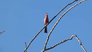 Pyrrhuloxia Song and Calls