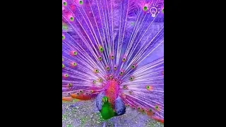 beautiful peacock