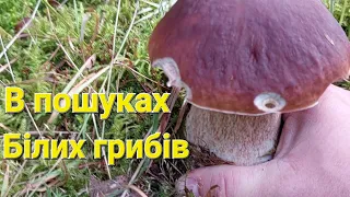 Білі гриби Boletus, опеньки червоняки козарі все за один похід. Белые осенние грибы, опята