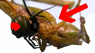 Redback Spider Sucking Grasshopper Amazing Educational Timelapse Study