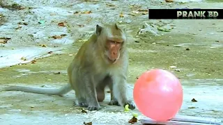 Peanut Balloon Trap Boom Prank Monkey So Funny😅😂.