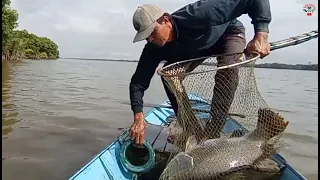 This big Barramundi fish makes me panic #Bamboo rod fishing