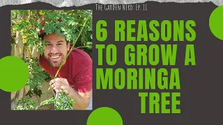 6 Reasons To Grow A Moringa Tree In Your Backyard!