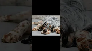 Buzzy the English Setter puppy home photo shoot #canonr10 #animalphotography #dog #englishsetter