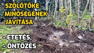 Hogyan érjük el az egészséges és a minőséges szőlőt?/ Ültetés, öntözés, műtrágyázás.