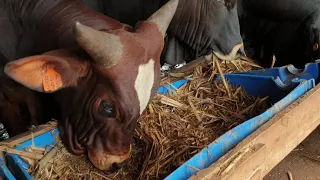 Cattle feedlot by hamiisi semanda uganda +256773343283