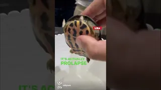 Penis prolapse in turtle.