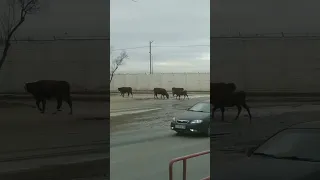 В Астрахани коровы пасутся в городском парке рядом с проезжей частью