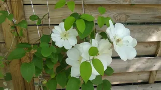 КЛЕМАТИС Clematis "Guernsey Cream"