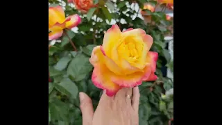 Штамбовые розы в моем саду. Часть 1