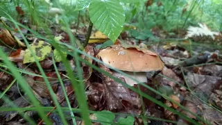 16.09.2022. Другий Похід за День..mushrooms