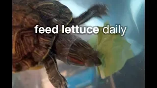 Turtle Tip: Feed Lettuce Daily