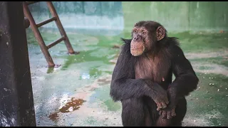 Chimpanzee Warehouse in Georgia