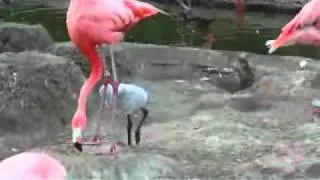 Baby Flamingo