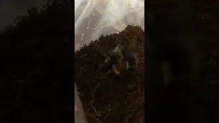 Павук-птахоїд Brachypelma Vagans L6 не зміг зловити мармурового таргана😆