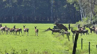 Wild spotten Veluwe Okt 2021