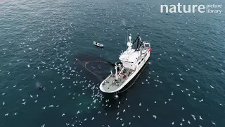 Fishing boat catching Atlantic herring, with Killer whales and Humpback whales, Norway