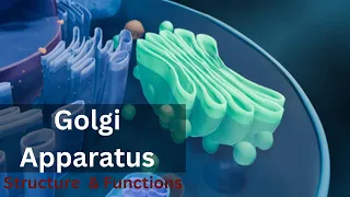 Golgi apparatus class 9|| Golgi apparatus  Structure and Function|| Biology|| cell biology