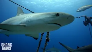 Sharks Are Living A Lot Longer Than We Thought | Shark News